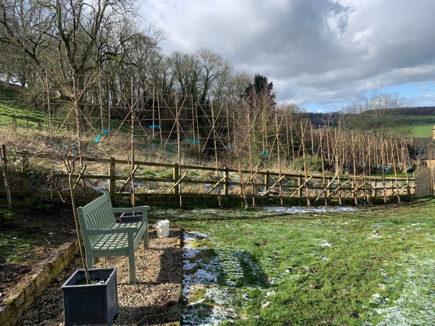 Planting Pleached Beech Trees - Snowshill -