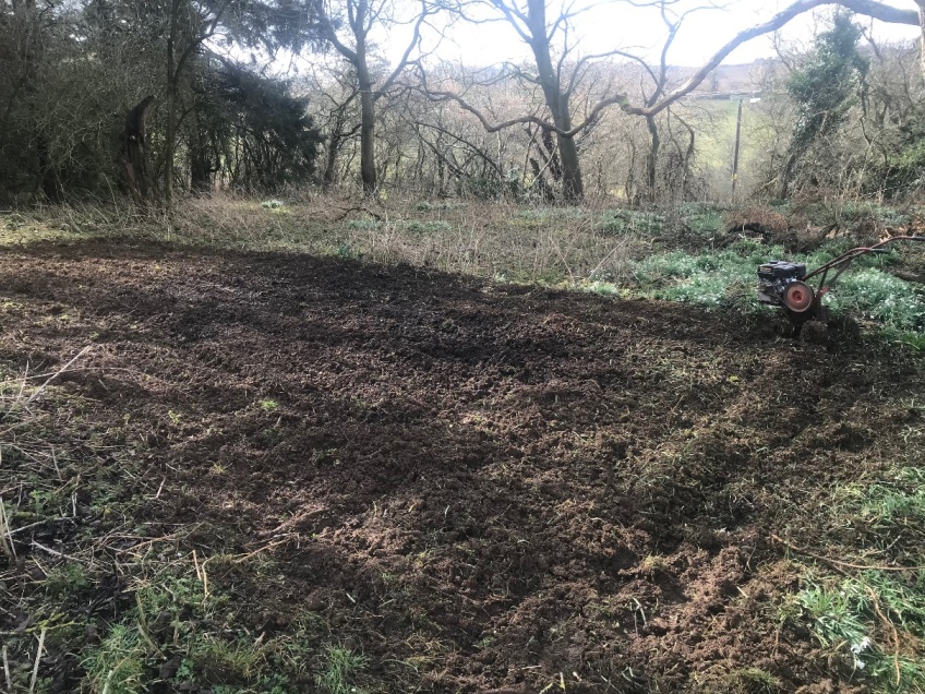 Woodland Clearing & Path -