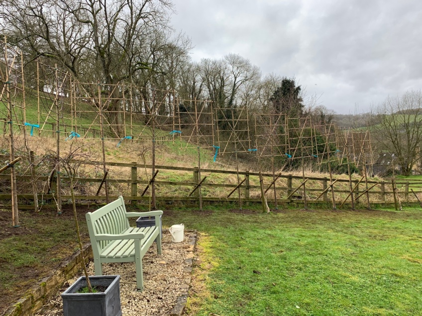 Planting Pleached Beech Trees - Snowshill -