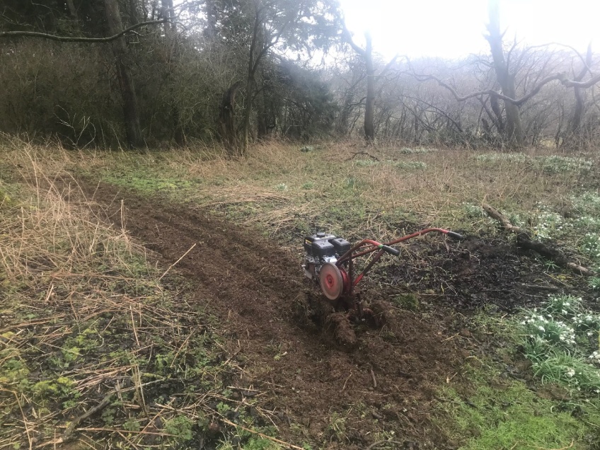 Woodland Clearing & Path -