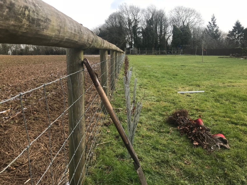 Planting Beach Hedge -