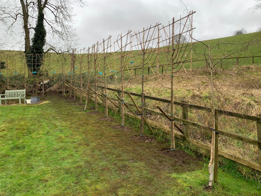 Planting Pleached Beech Trees - Snowshill -