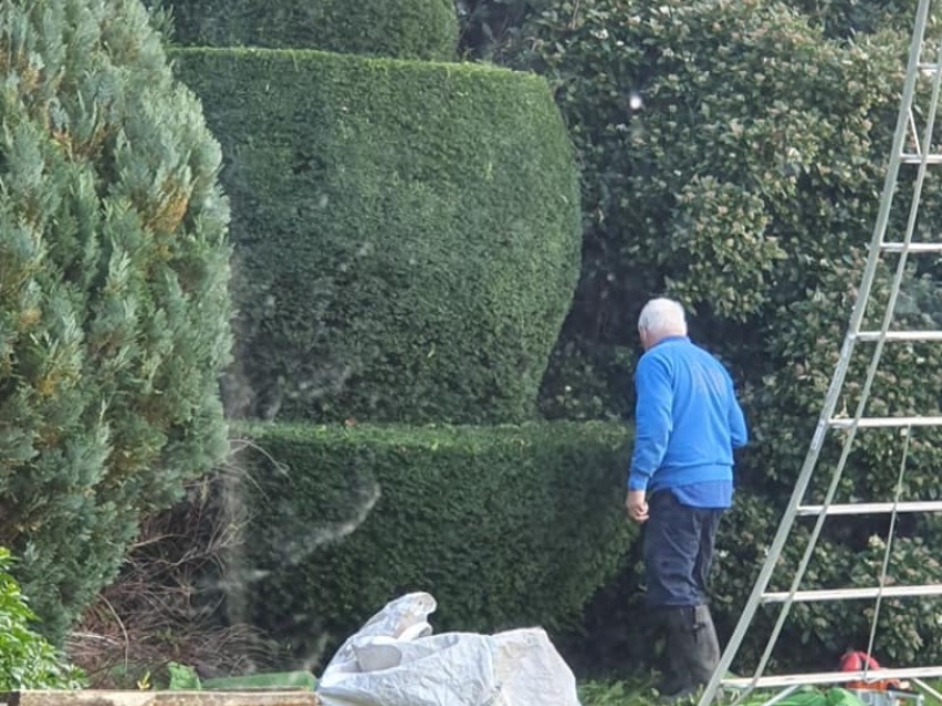 Shrub Pruning - Broadway -