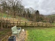 Pleached Beach Trees